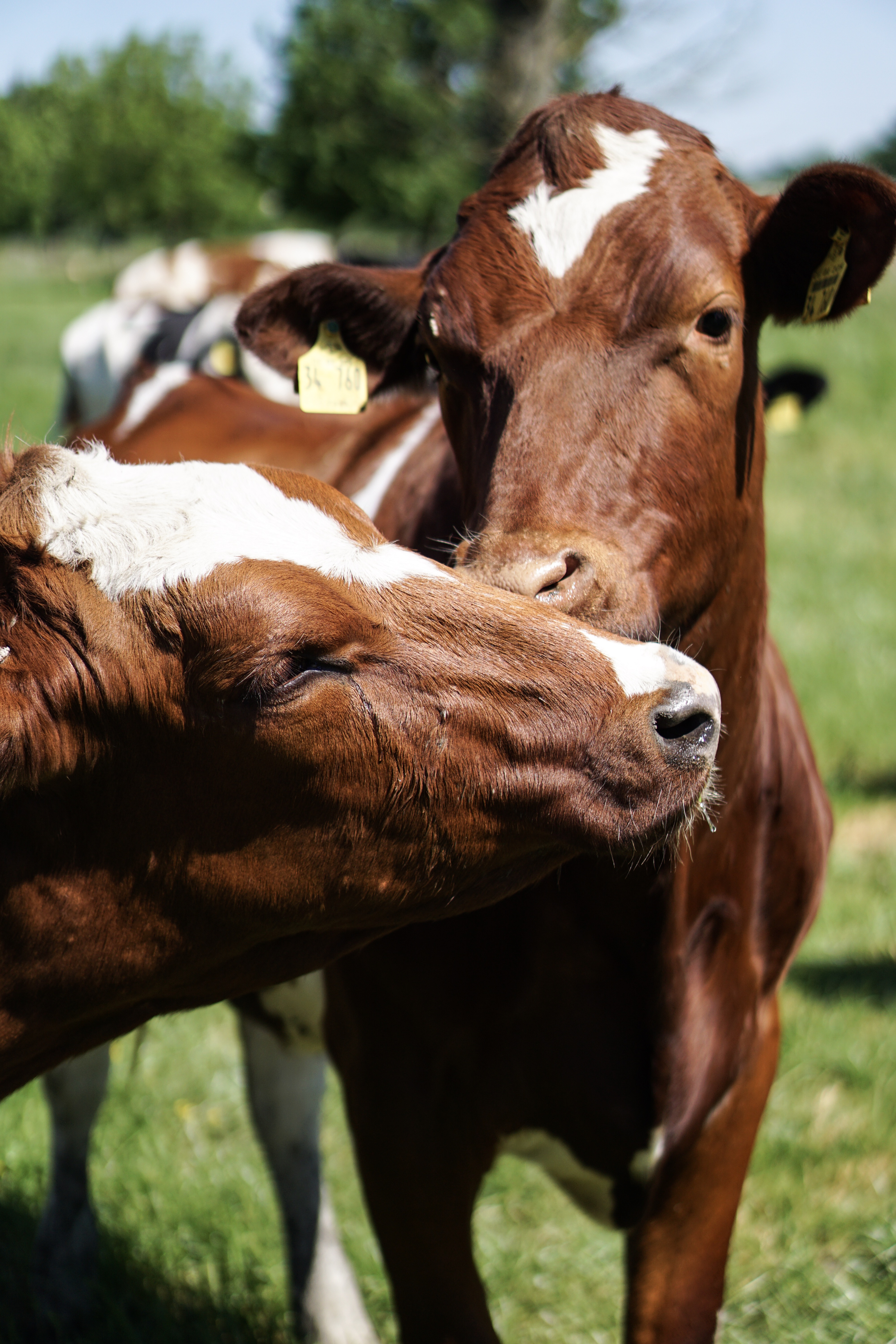 Tiere auf der Weide