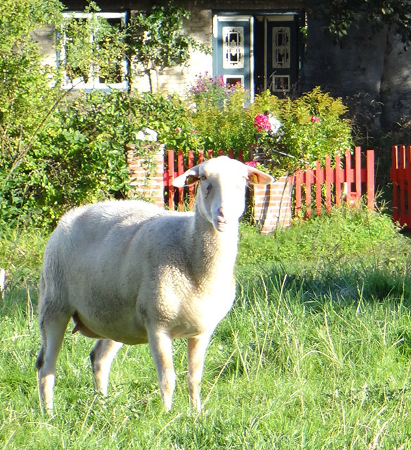 Schaf auf der Weide vor einem roten Zaun