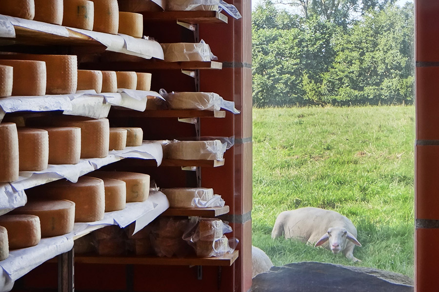 Schafskäse in Regalen und Schaf auf der Weide 