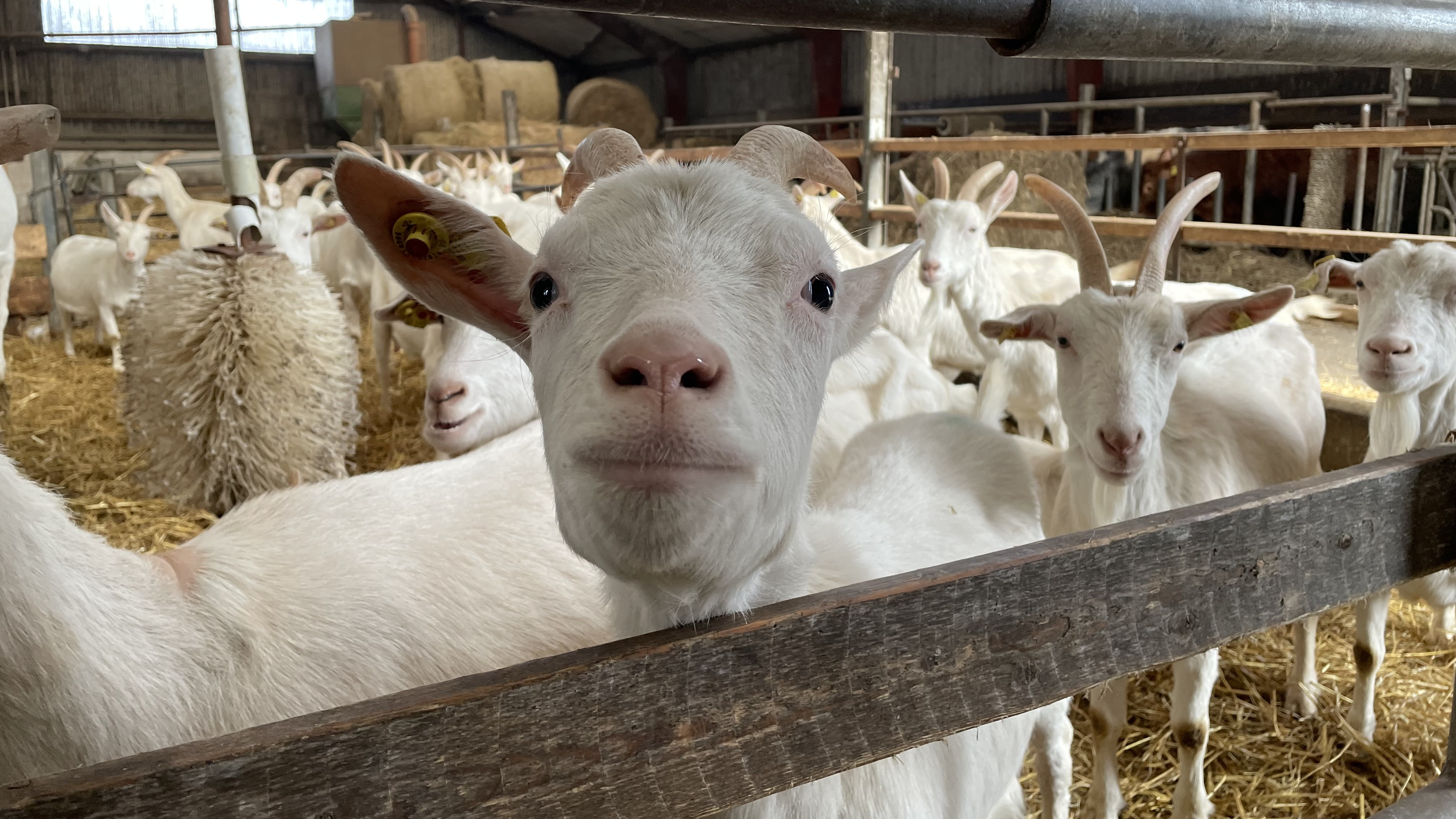 Ziegen im Ziegenstall