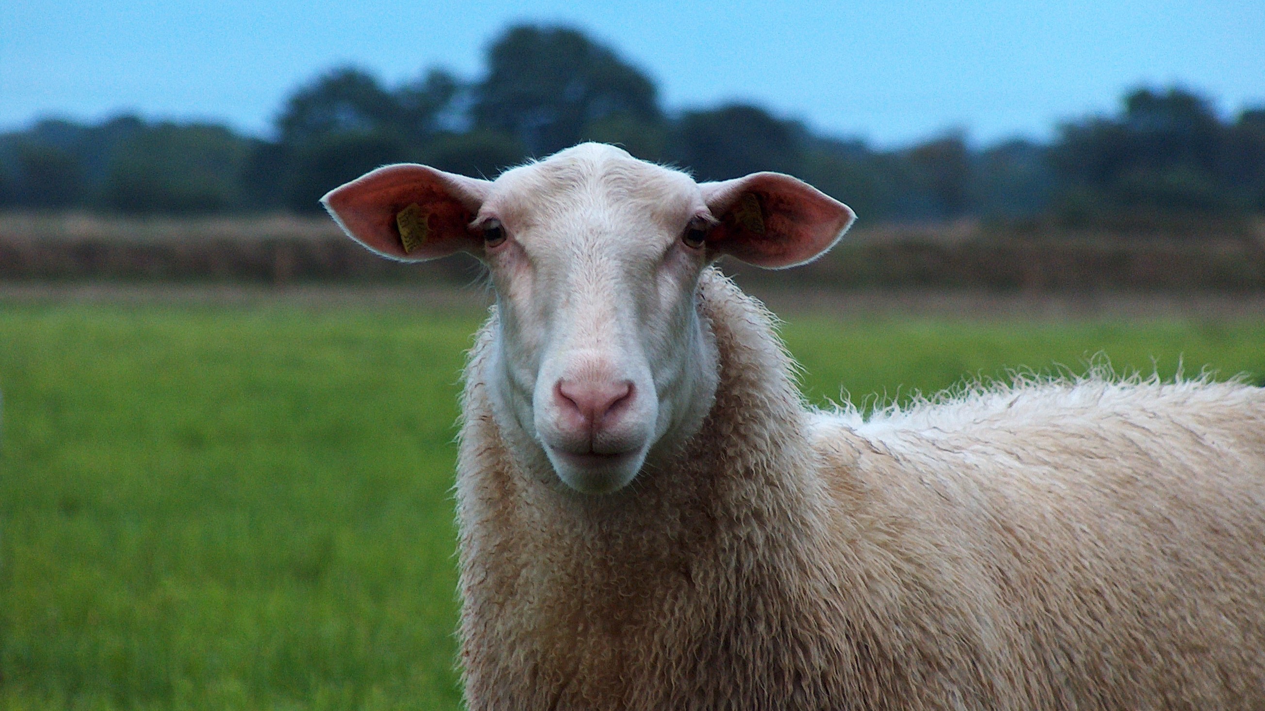ein Schaf im Portrait
